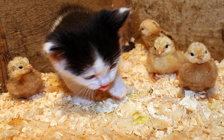 cats, animals, chickens, kittens, chicks (chickens), baby birds - desktop wallpaper