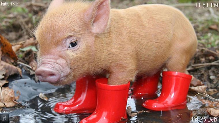 boots, red, animals, pigs - desktop wallpaper