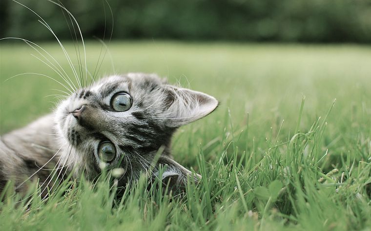 cats, animals, grass, kittens, pets - desktop wallpaper