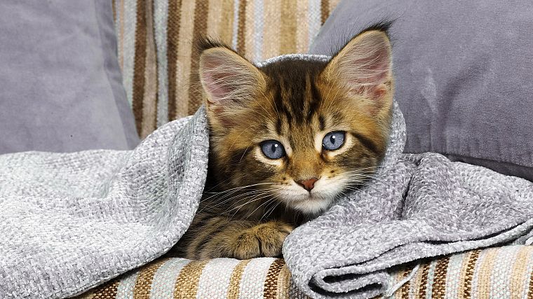 cats, blue eyes, animals, kittens - desktop wallpaper