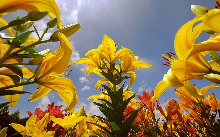 plants, sunlight, yellow flowers, blue skies - desktop wallpaper