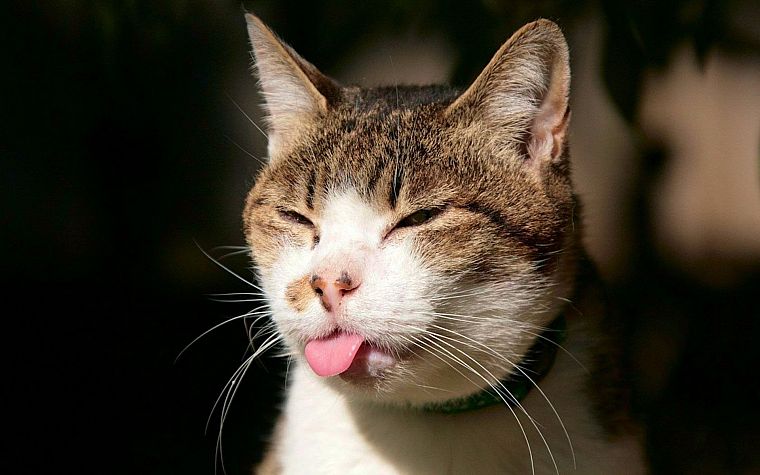 cats, animals, tongue, macro - desktop wallpaper