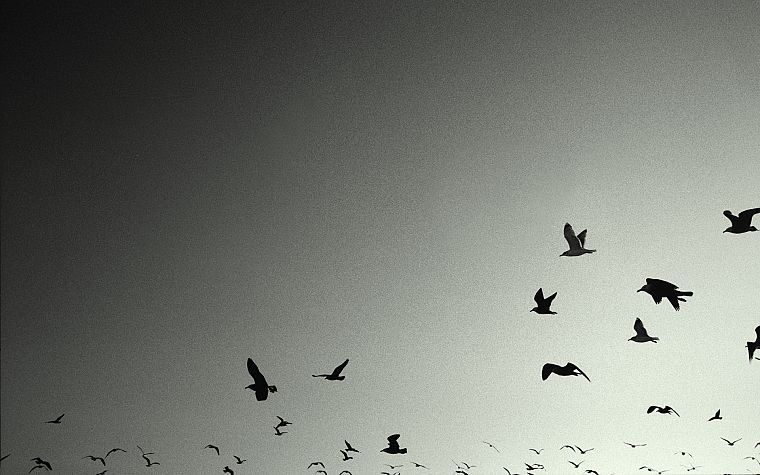 Nine Inch Nails, birds, grey, crows - desktop wallpaper
