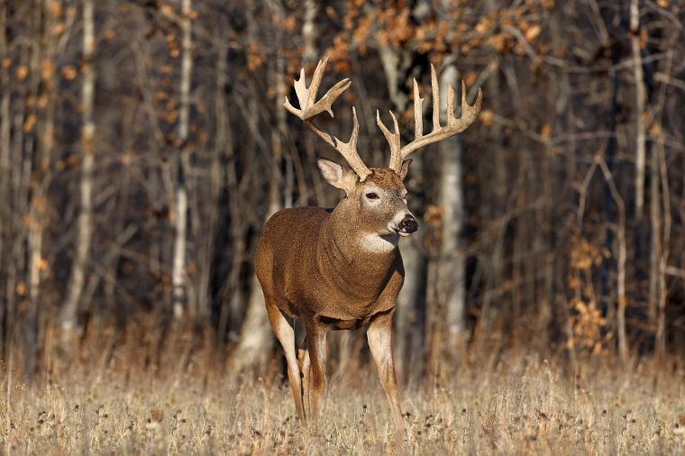 wildlife, deer - desktop wallpaper
