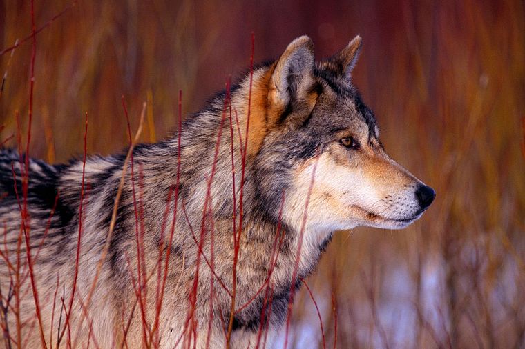 animals, wildlife, wolves - desktop wallpaper