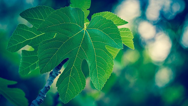 green, blue, nature, leaves, macro - desktop wallpaper