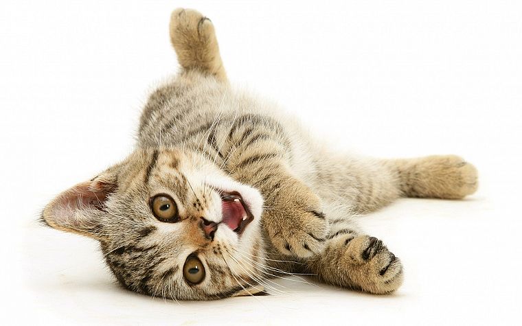 cats, animals - desktop wallpaper