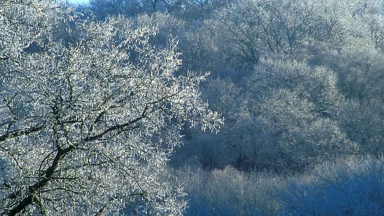 ice, trees, Tennessee, parks - desktop wallpaper