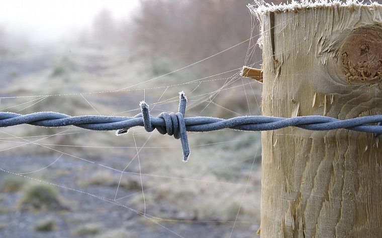 barbed wire, spider webs - desktop wallpaper