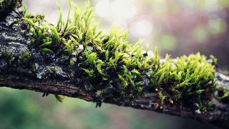 nature, plants, moss, macro, depth of field - desktop wallpaper