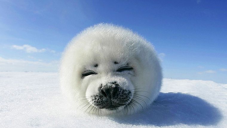 snow, seals - desktop wallpaper