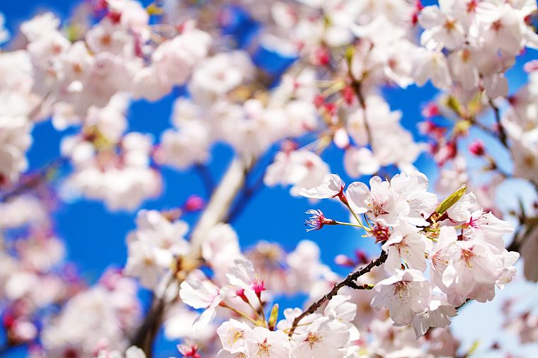 nature, cherry blossoms, flowers, macro - desktop wallpaper