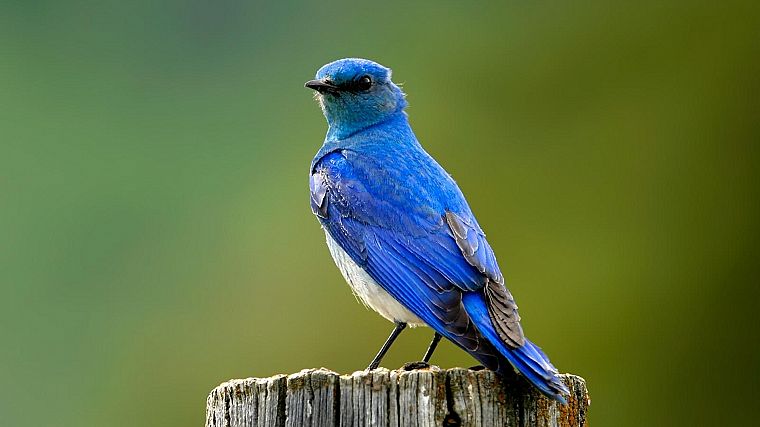 birds, bluebirds - desktop wallpaper