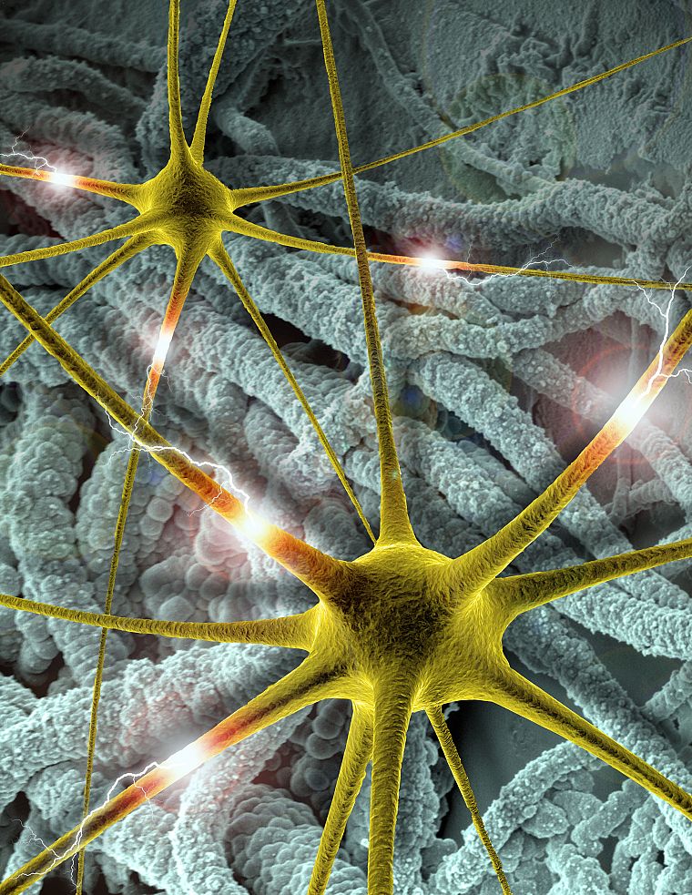 brain, synapse, neurons - desktop wallpaper