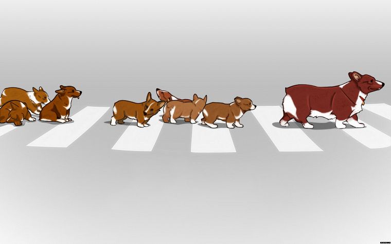 animals, Cowboy Bebop, dogs, puppies, Corgi, crosswalks, street, Ein (Cowboy Bebop) - desktop wallpaper