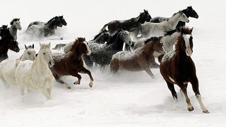 snow, animals, horses - desktop wallpaper