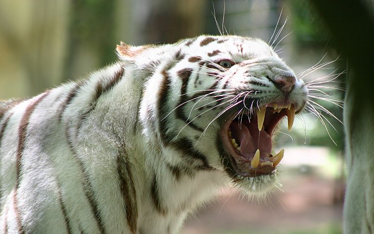 animals, white tiger, feline - desktop wallpaper