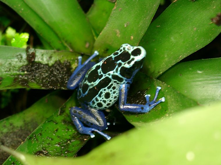frogs, amphibians, Poison Dart Frogs - desktop wallpaper