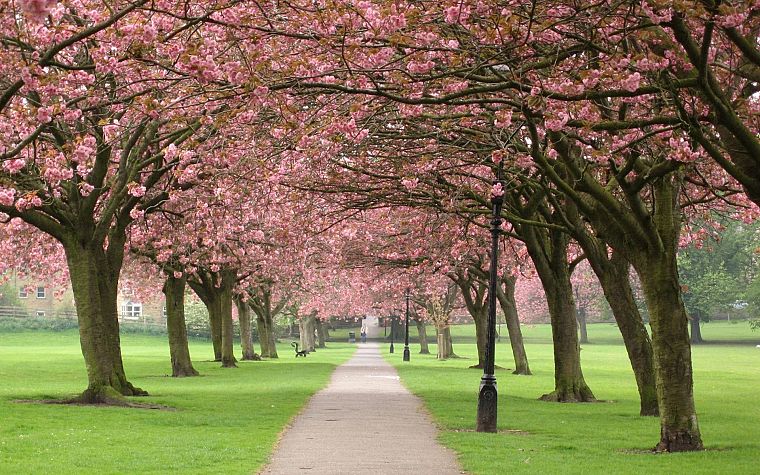 cherry blossoms, flowers, paths - desktop wallpaper