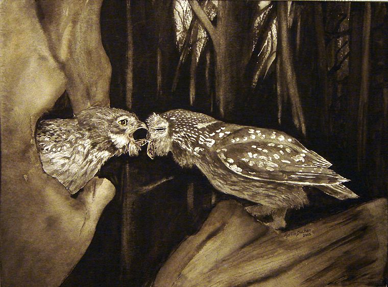 birds, owls, artwork - desktop wallpaper