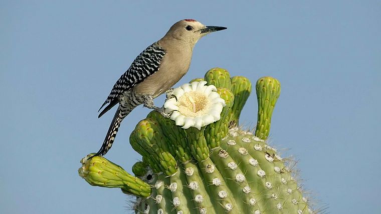 birds, cactus, woodpecker, cactus flowers - desktop wallpaper