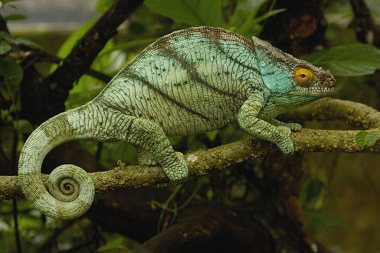 nature, chameleons, lizards - desktop wallpaper