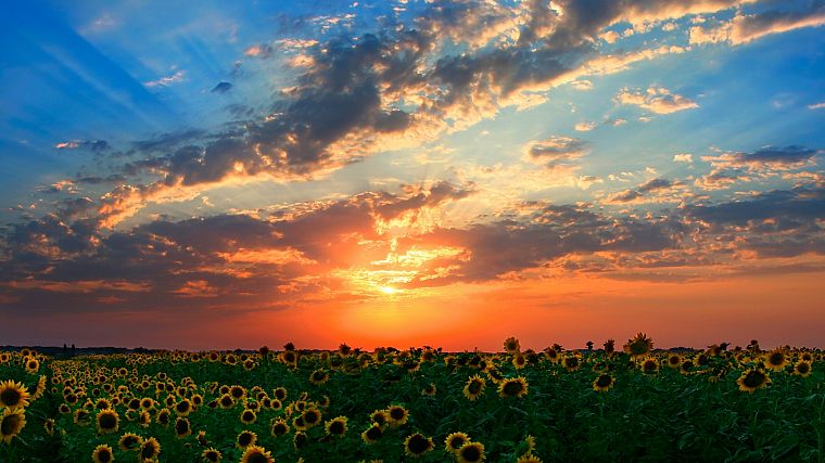 sunset, clouds, landscapes, Sun, fields, sunflowers - desktop wallpaper