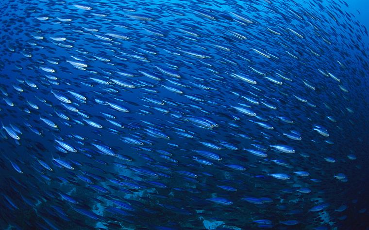 fish, underwater - desktop wallpaper