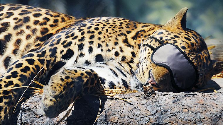 animals, sleeping, leopards - desktop wallpaper