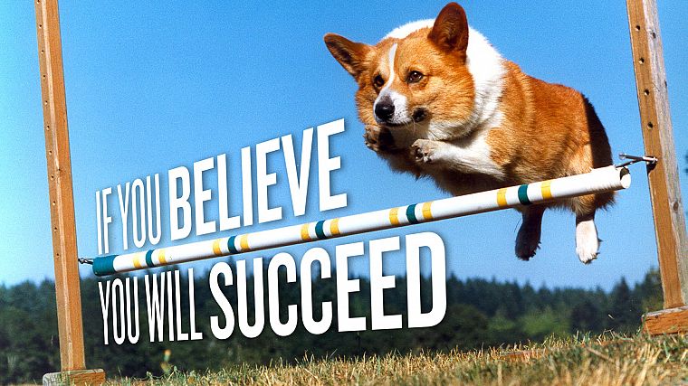 animals, dogs, Corgi, motivation - desktop wallpaper