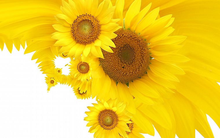 flowers, yellow, yellow flowers - desktop wallpaper