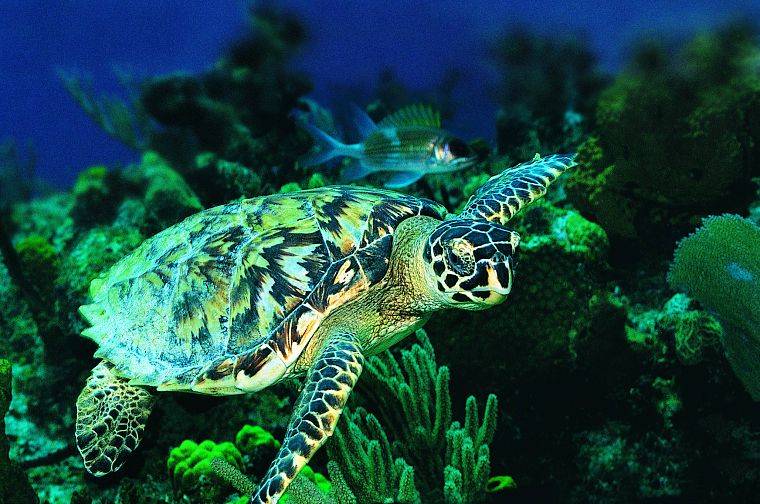 sea turtles - desktop wallpaper