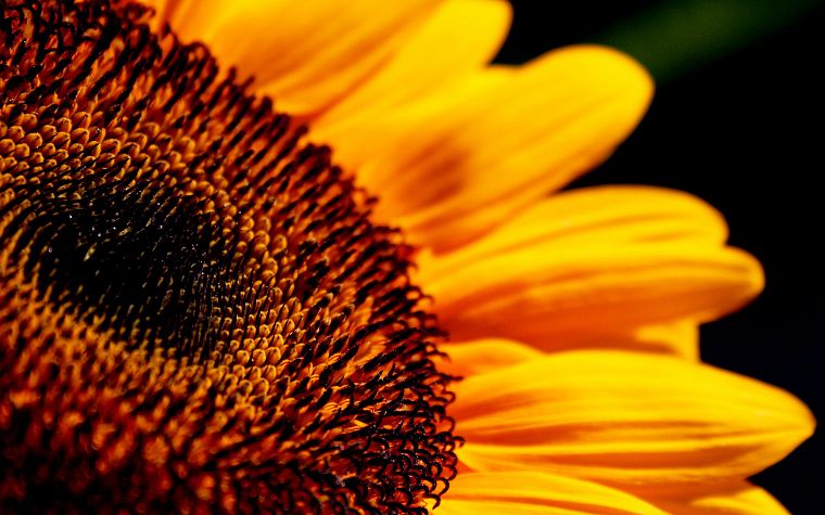 Sun, flowers, sunflowers - desktop wallpaper