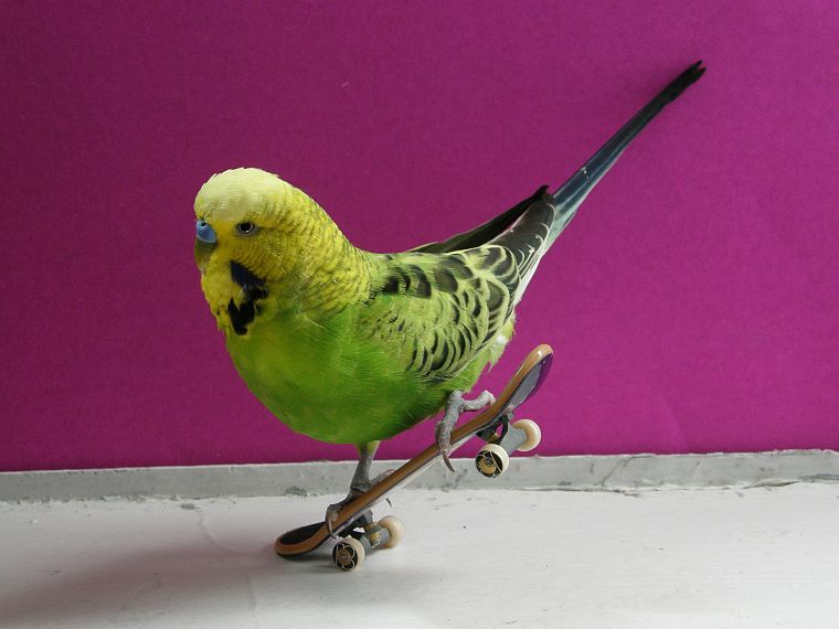 birds, skateboarding - desktop wallpaper