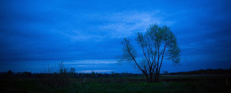 trees, dark, night, Russia - desktop wallpaper