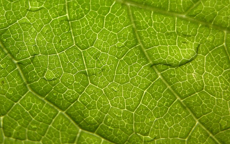 nature, leaf, leaves, macro - desktop wallpaper