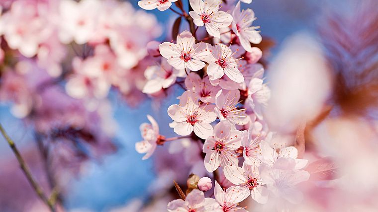 close-up, nature, cherry blossoms, trees, flowers, pink flowers - desktop wallpaper