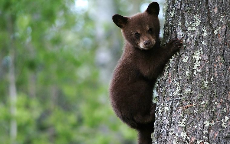 climbing, cubs, bears, tree trunk - desktop wallpaper