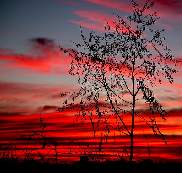 sunset, clouds, landscapes, trees - desktop wallpaper