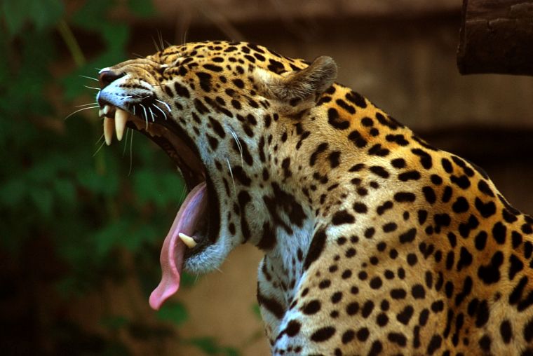 jaguars, yawns - desktop wallpaper