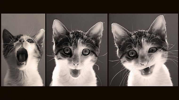 cats, funny - desktop wallpaper