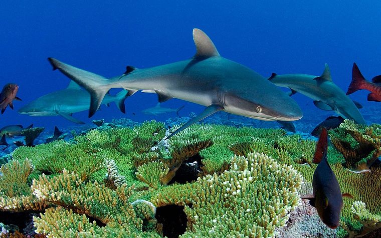 sharks, diving, underwater - desktop wallpaper