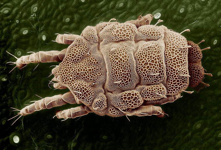 insects, macro, microscopic - desktop wallpaper