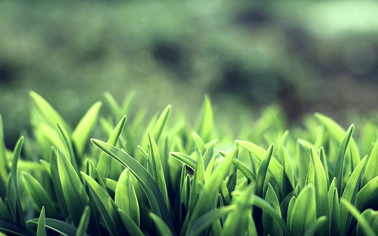 nature, grass, macro, depth of field - desktop wallpaper
