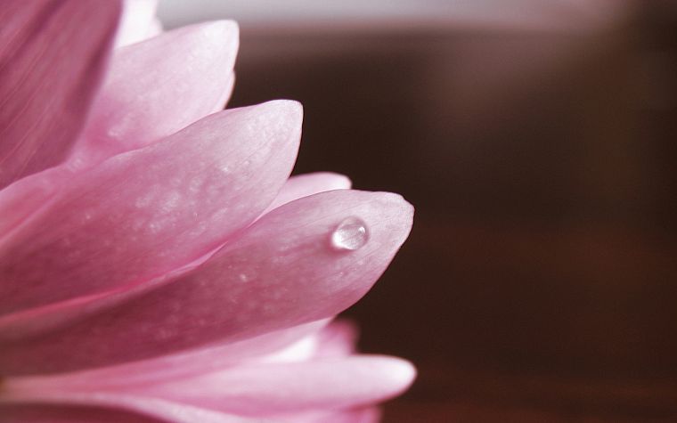 flowers, water drops, macro, pink flowers - desktop wallpaper