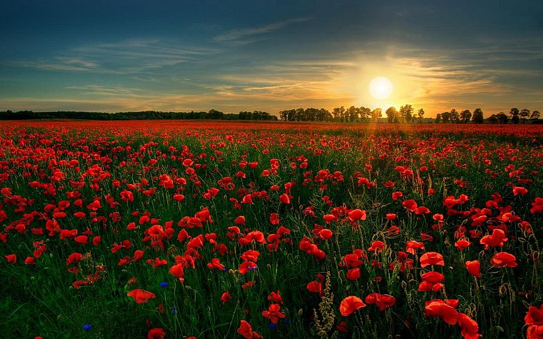 sunset, flowers, fields, poppy, red flowers - desktop wallpaper