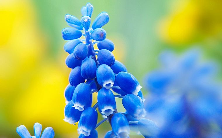 flowers, macro, blue flowers, hyacinths - desktop wallpaper