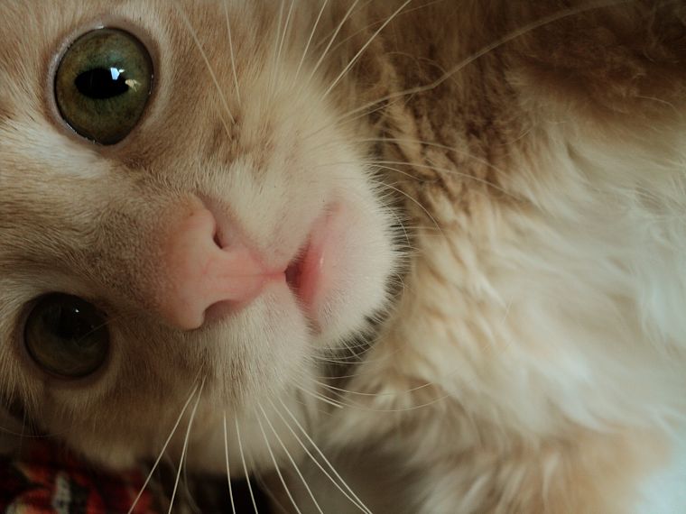 close-up, cats, animals, green eyes, kittens - desktop wallpaper