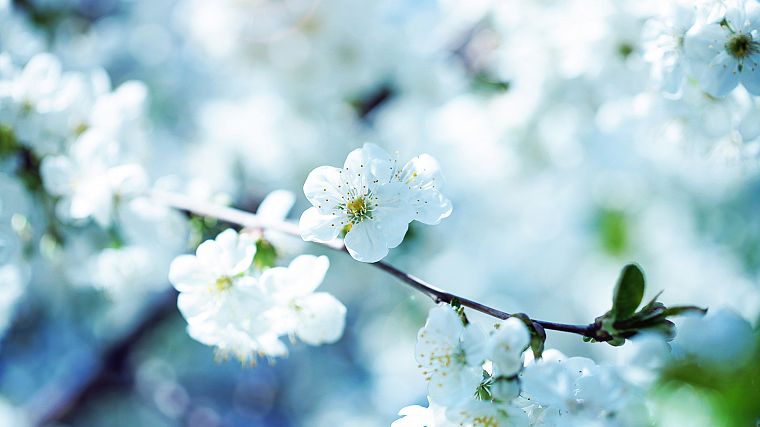 nature, flowers, spring, blossoms, macro, depth of field - desktop wallpaper