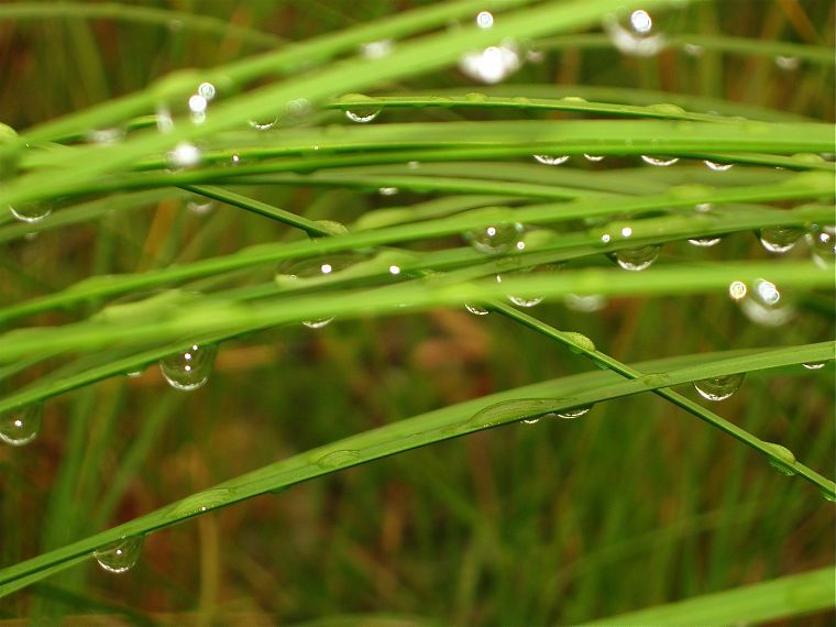 grass, water drops, macro, depth of field - desktop wallpaper